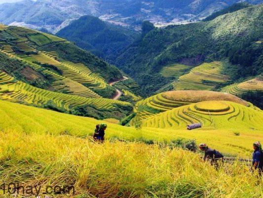 sapa