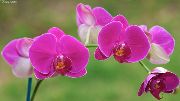 Hoa Lan
