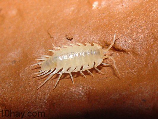 Isopod