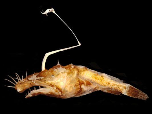 Anglerfish