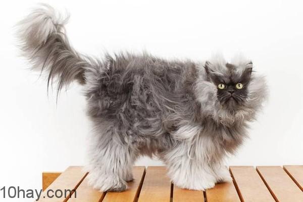 colonel-meow