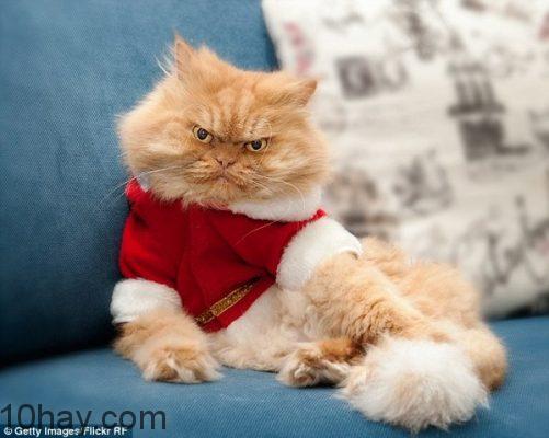 meoGrafi