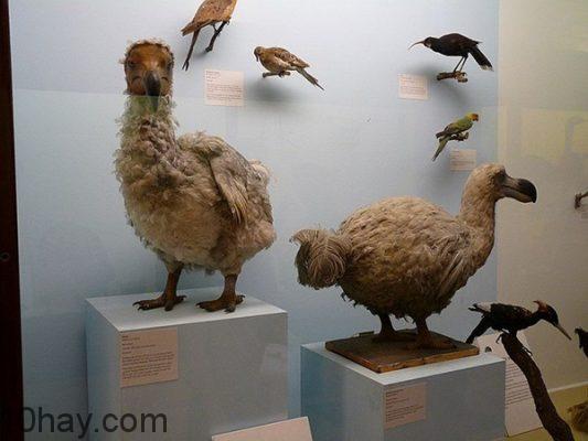 Chim Dodo
