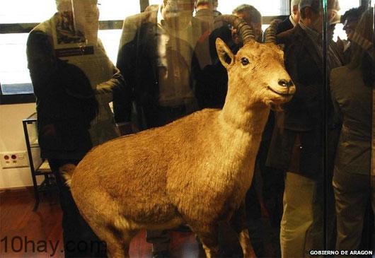 Dê núi Pyrenean ibex