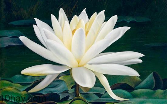 Hoa sen trắng