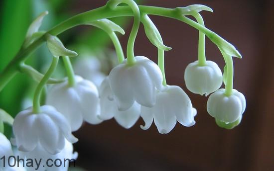 Lily
