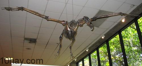 Quetzalcoatlus
