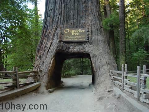 Rừng quốc gia Redwood