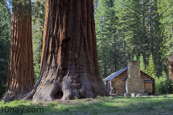 Rừng quốc gia Sequoia