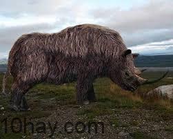 Tê giác Woolly