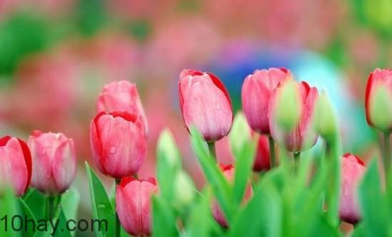 Tulip