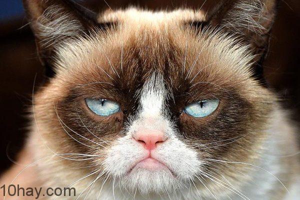grumpycat