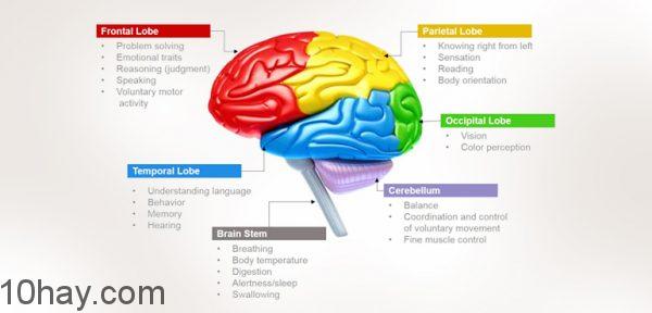 human-brain-functions