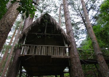 Khách sạn trên cây (Đà Lạt)
