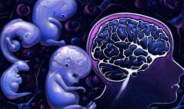 Não vẫn phát triển cho đến khi bạn 40 tuổi