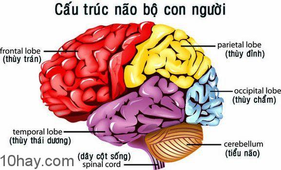 Não bộ có cấu trúc giống như tofu (đậu hũ non ở Việt Nam)