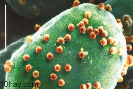 Có 1 loại virus có thể tấn công DNA của bạn và khiến bạn kém thông minh hơn