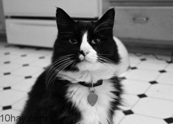 meo-henri