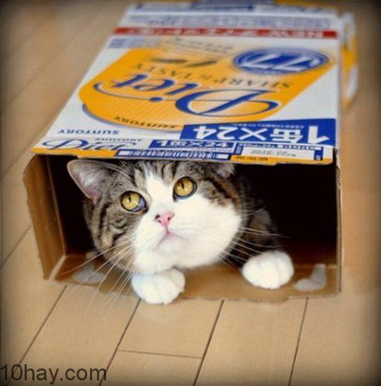 meo-hop-maru