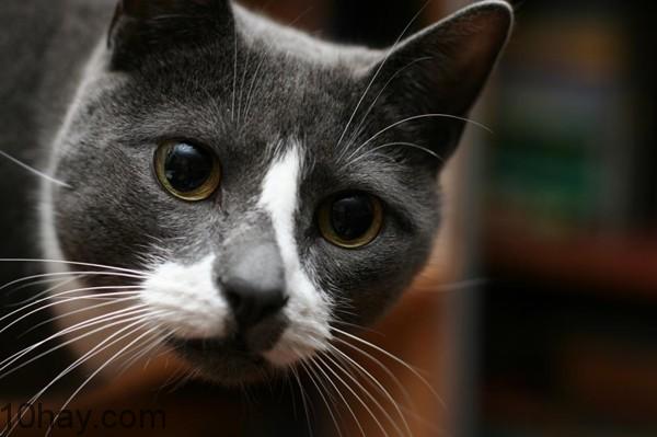Sockington