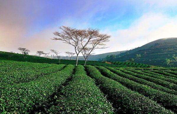 ruongbacthang_uxpp