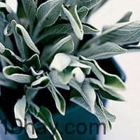 Lá xô thơm - thực phẩm giúp tăng cường trí tuệ, cải thiện trí nhớ cực tốt