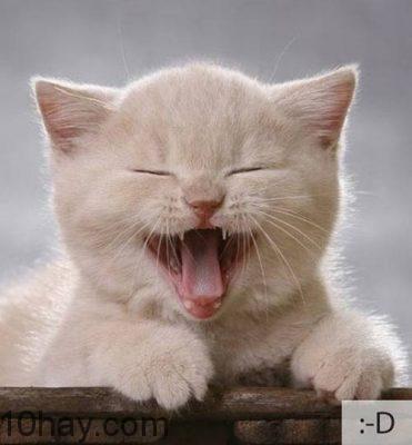 Lợi ích việc nuôi mèo