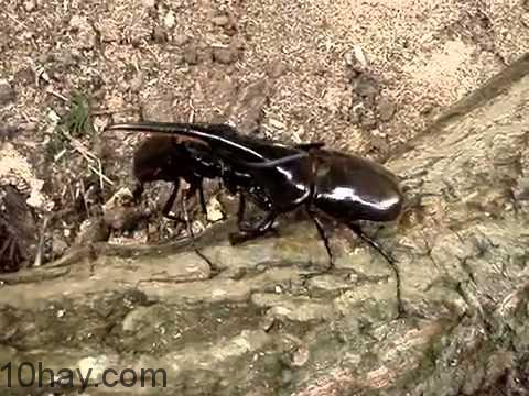 Canh bọ