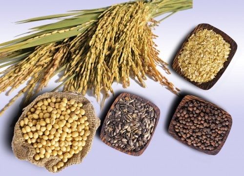 Hạt ngũ cốc