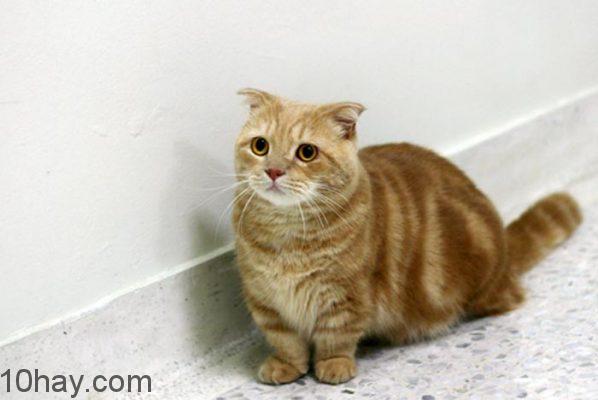 Lợi ích việc nuôi mèo