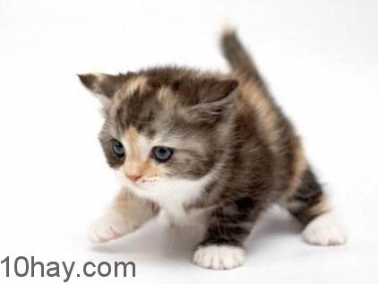 Lợi ích việc nuôi mèo