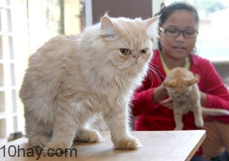 Thú cưng hữu ích điều trị cho trẻ em mắc bệnh tự kỉ