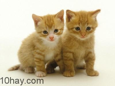 Lợi ích việc nuôi mèo