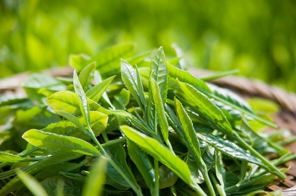 Trà tự nhiên