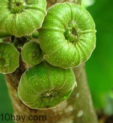 Thực phẩm có lợi cho sữa mẹ