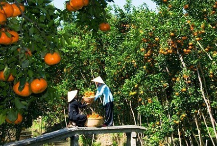 Vườn trái cây Tam Bình