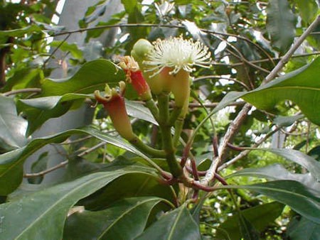 Đinh hương