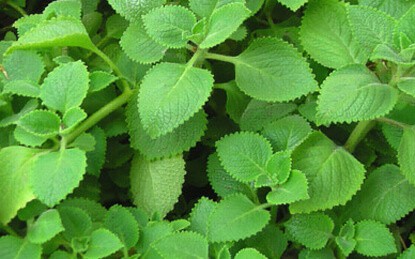 Cây húng chanh trị ho rất tốt