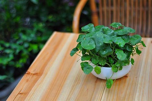 Một chậu rau má nhỏ có thể dùng để trang trí.