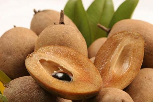 Sapoche Mặc Bắc