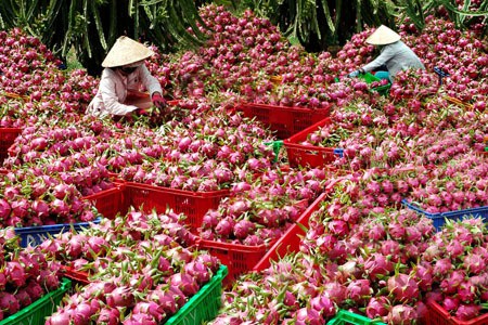 Thanh long Bình Thuận