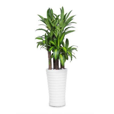 Chậu cây Thiết mộc lan