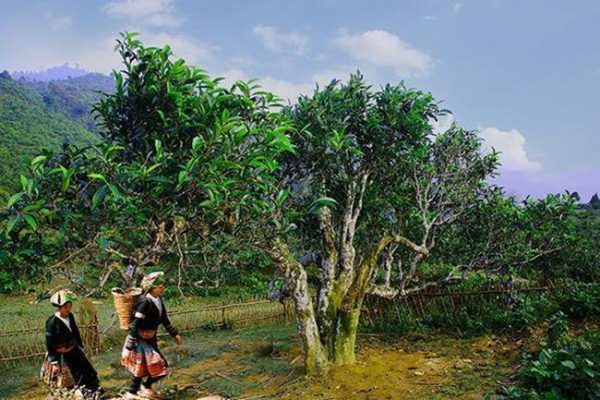 Trà cổ thụ - Loại trà ngon nhất Việt Nam