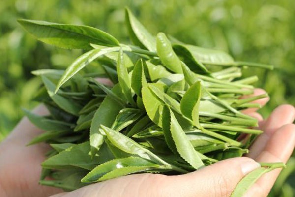 Trà xanh - Loại trà ngon nhất Việt Nam