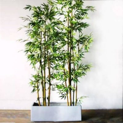 Một chậu tre cảnh giúp nhà bạn sống động hơn.