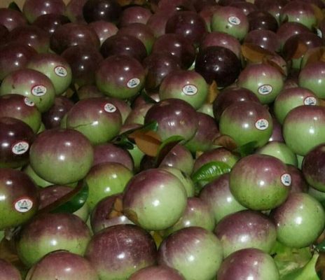 Vú sữa lò rèn Vĩnh Kim