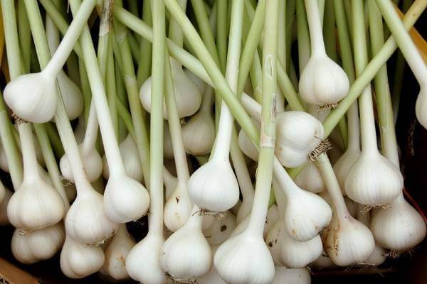 Cay tỏi . Tên khoa học: Allium sativum