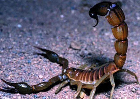 Bọ cạp
