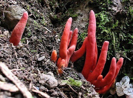 Nấm Podostroma Cornu Damae