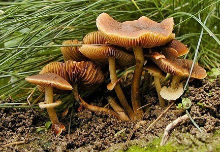 Nấm Conocybe Filaris